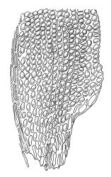 Macrocoma tenue subsp. tenue, basal laminal cells, from costa to margin. Drawn from A.J. Fife 5388, CHR 351305.
 Image: R.C. Wagstaff © Landcare Research 2017 